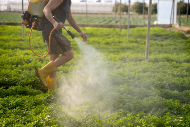 Professional Pest Control in Garnet, CA