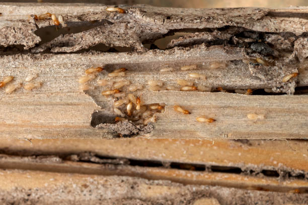 Best Wasp Removal Services  in Garnet, CA