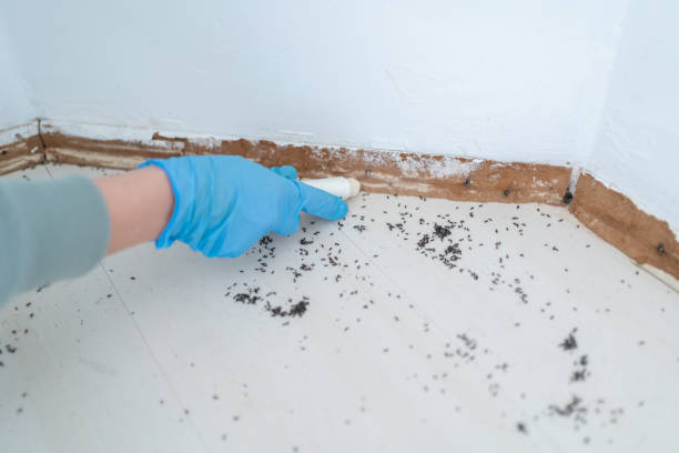 Best Mosquito Control Services  in Garnet, CA